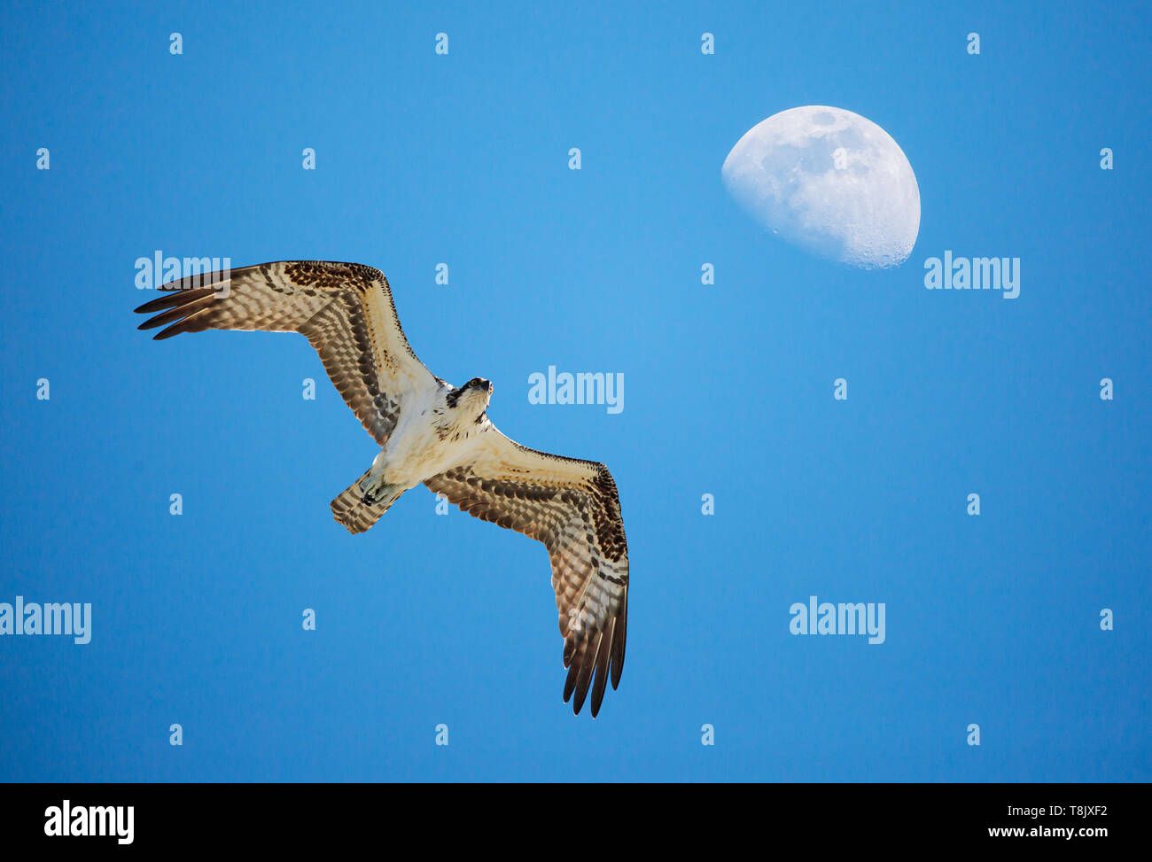 Un osprey svetta in un luminoso cielo blu con un waxing gibbous moon overhead. Foto Stock