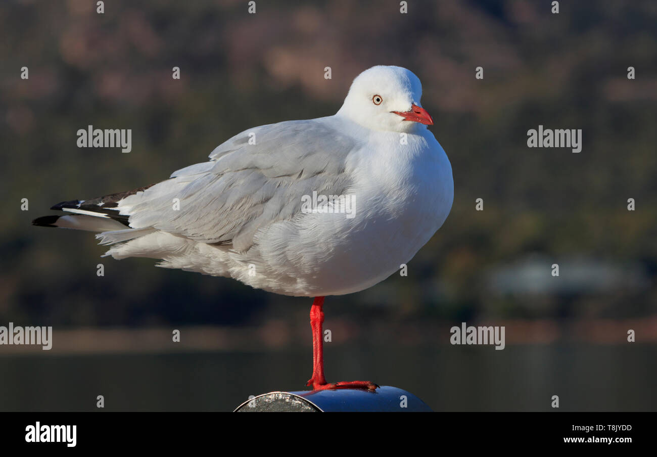 Un Gabbiano Argento, Chroicocephalus novaehollandiae, arroccato su una gamba su un post sulla costa est della Tasmania, Australia Foto Stock