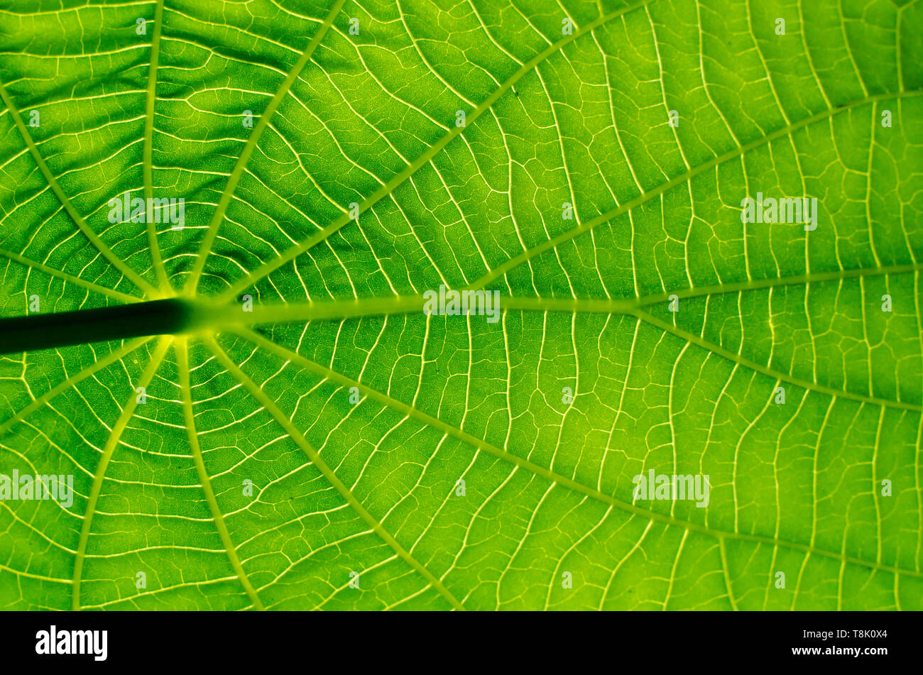 Incredibile disegno di una foglia illuminata dalla luce del mattino. Le imperfezioni sono visti come una prova della realtà della pianta che vivono in ambiente selvatico Foto Stock