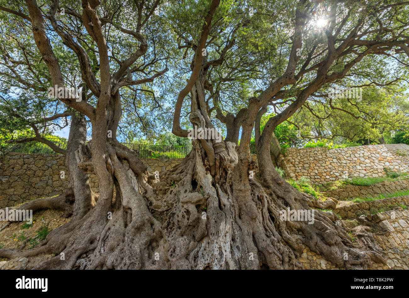 Francia, Alpes Maritimes, Roquebrune Cap Martin, il Millenary Olive tree etichettati Arbre Remarquable de France (notevole albero della Francia) // Francia, un Foto Stock