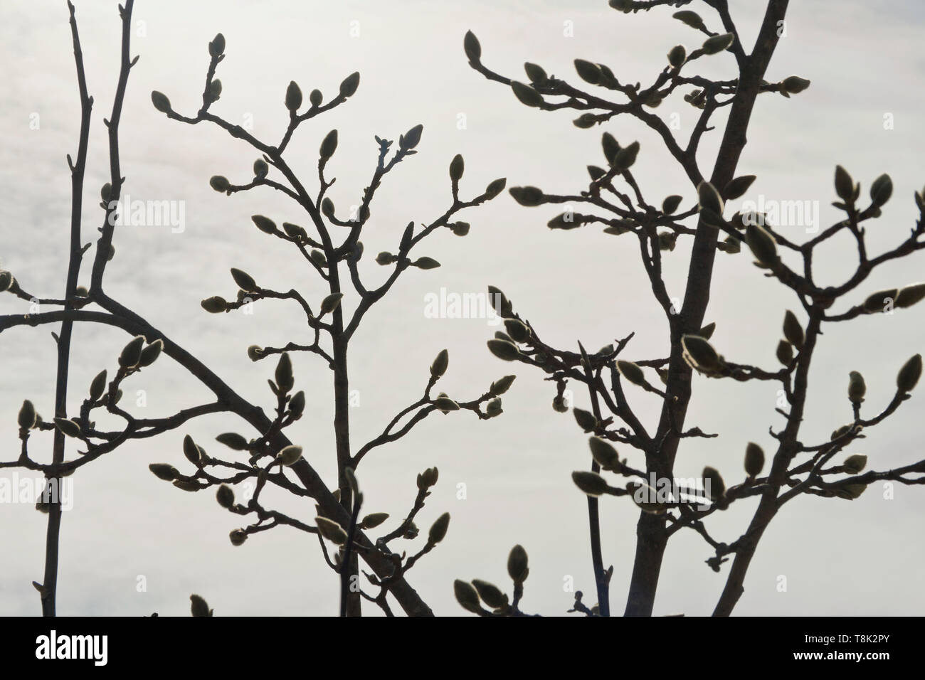 Non aperti fiori di magnolia al di fuori del centro visitatori presso San Louis Forest Park il secondo giorno di primavera. Foto Stock