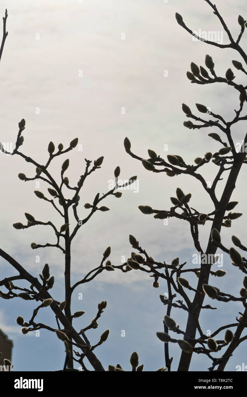 Non aperti fiori di magnolia al di fuori del centro visitatori presso San Louis Forest Park il secondo giorno di primavera. Foto Stock