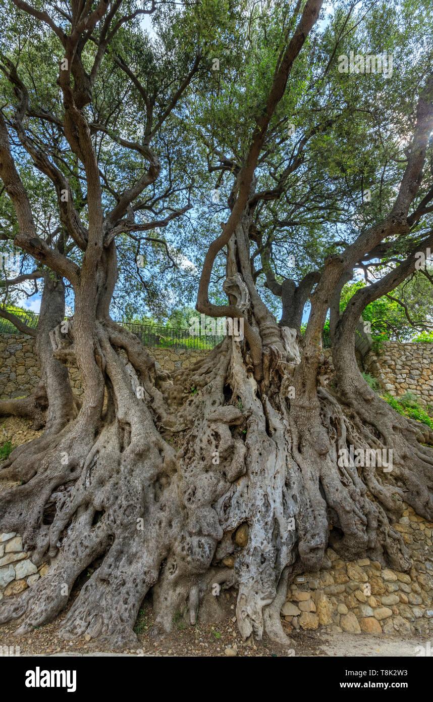 Francia, Alpes Maritimes, Roquebrune Cap Martin, il Millenary Olive tree etichettati Arbre Remarquable de France (notevole albero della Francia) // Francia, un Foto Stock