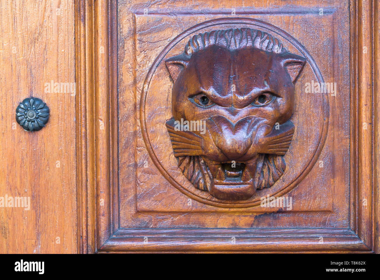 Chiudere fino intaglio del legno di Lion per viso e testa in rilievo su una tavola di legno pannello della porta anteriore come i dettagli architettonici e la progettazione di un edificio in Cape Town City Foto Stock
