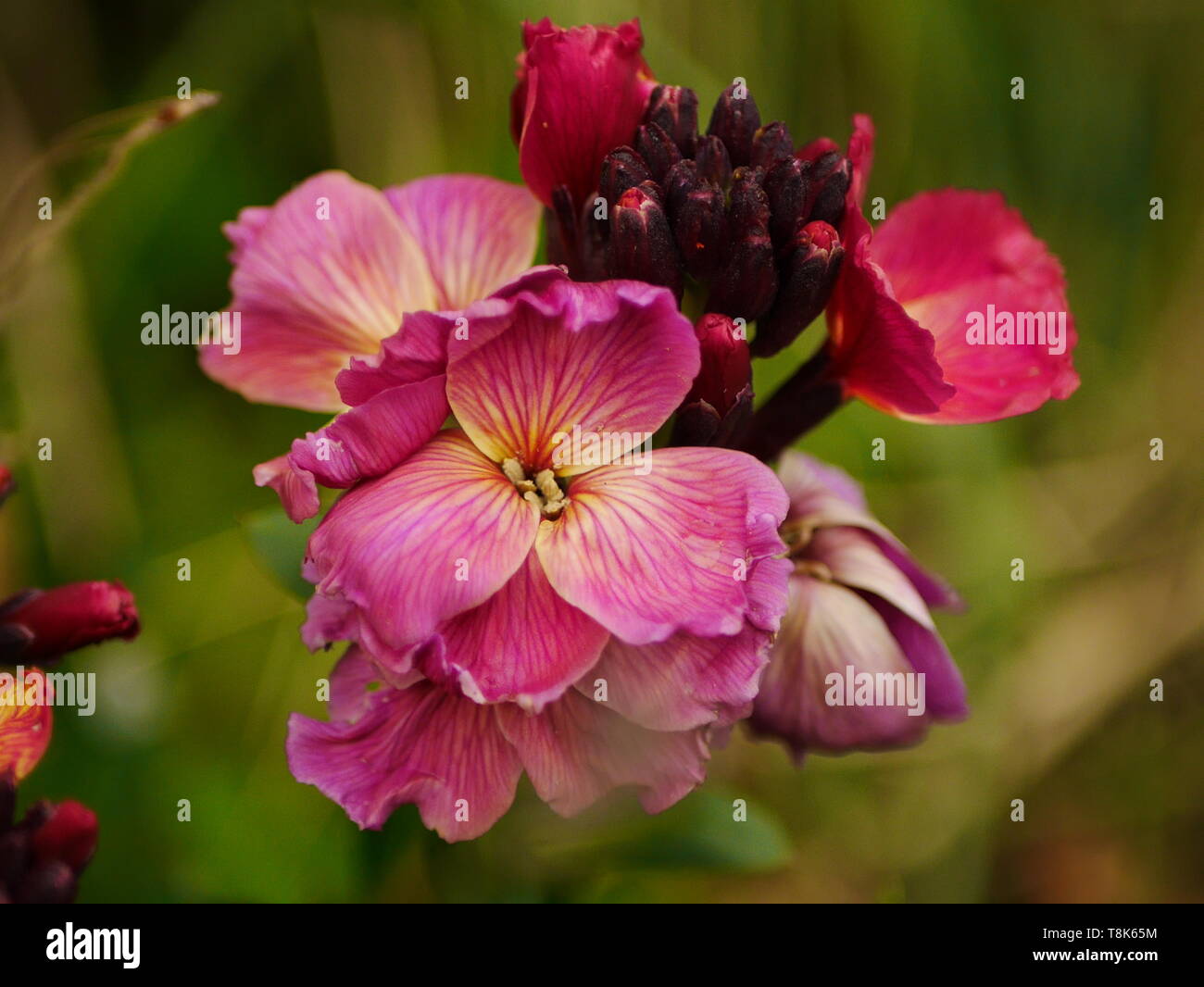 Primo piano di una rosa violaciocca (erysimum) in primavera Foto Stock