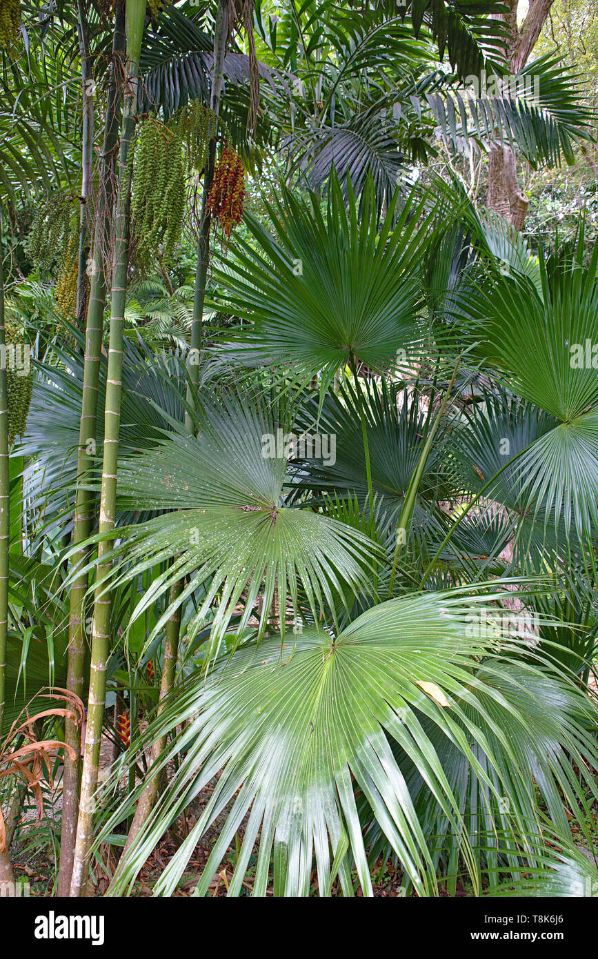 Grande verde ventilatore rotondo foglie di palmo in natura Foto Stock