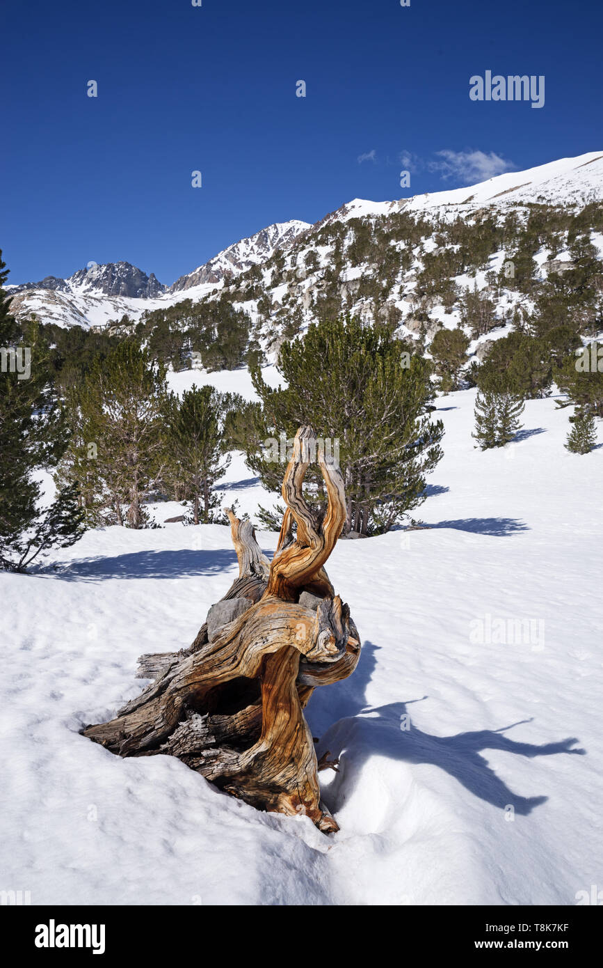 Il vecchio albero morto radici esposte in presenza di neve della Sierra Nevada Foto Stock