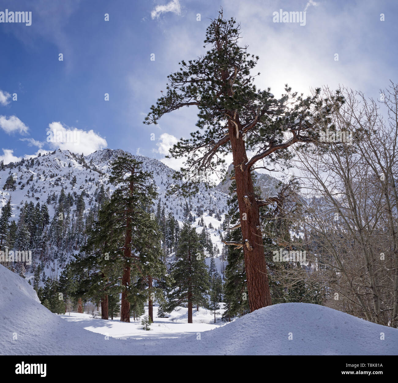 Grandi e vecchi alberi di pino che cresce in Pine Creek Canyon in inverno Foto Stock