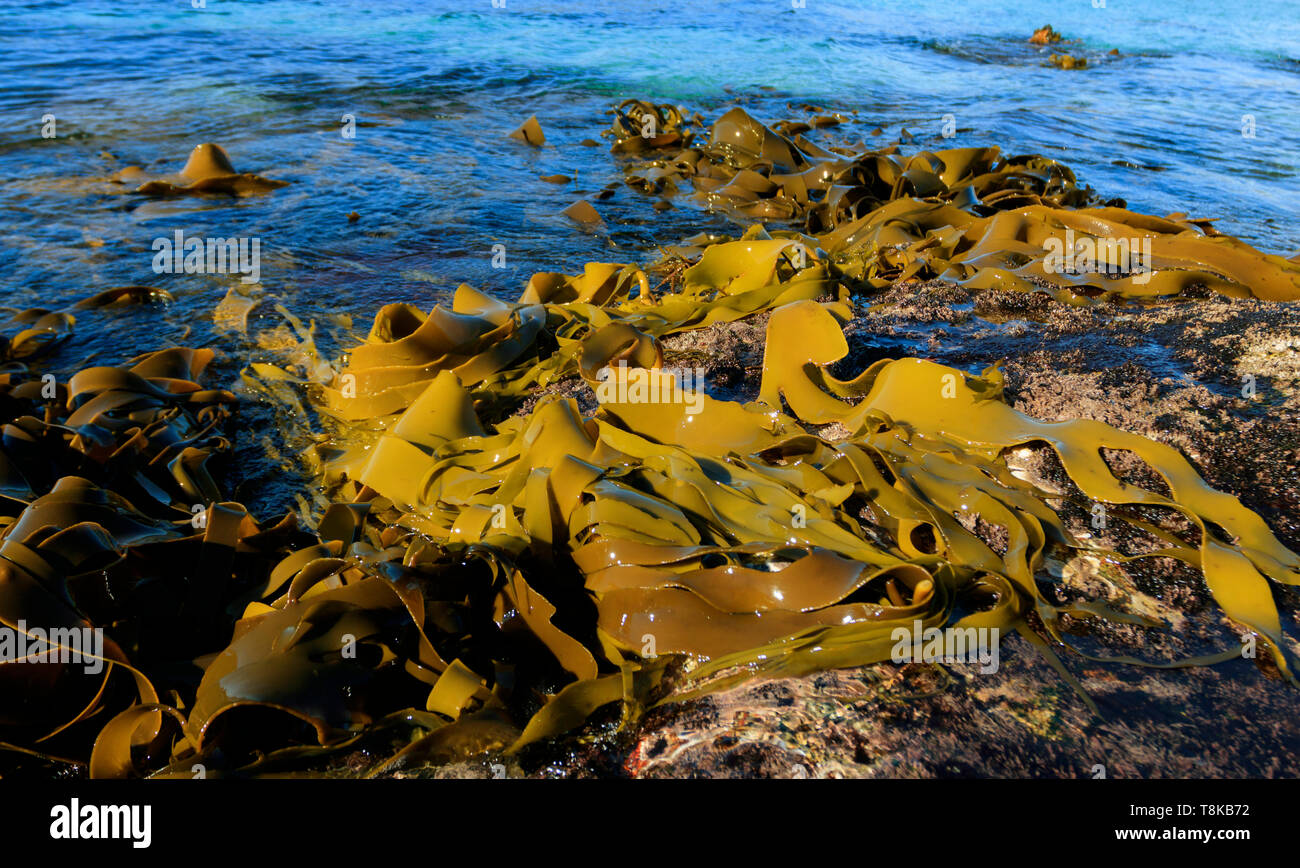 Foresta di Kelp fronde lavato fino sulle rocce a bassa marea sulla costa Est della Tasmania Australia. Foto Stock