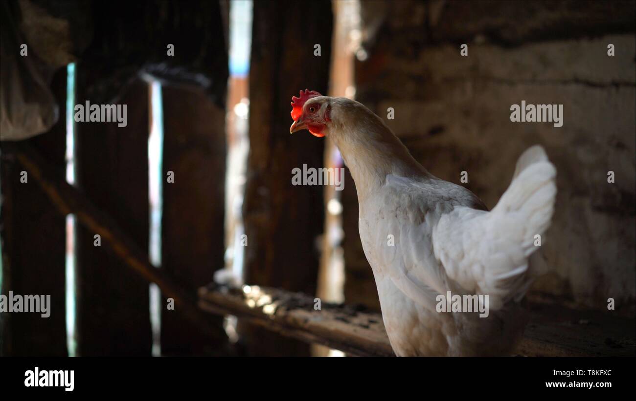 Pollo bianco non è un povero farm. La povertà nel paese. Bella Thai Paese polli nella fattoria di pollo. Foto Stock