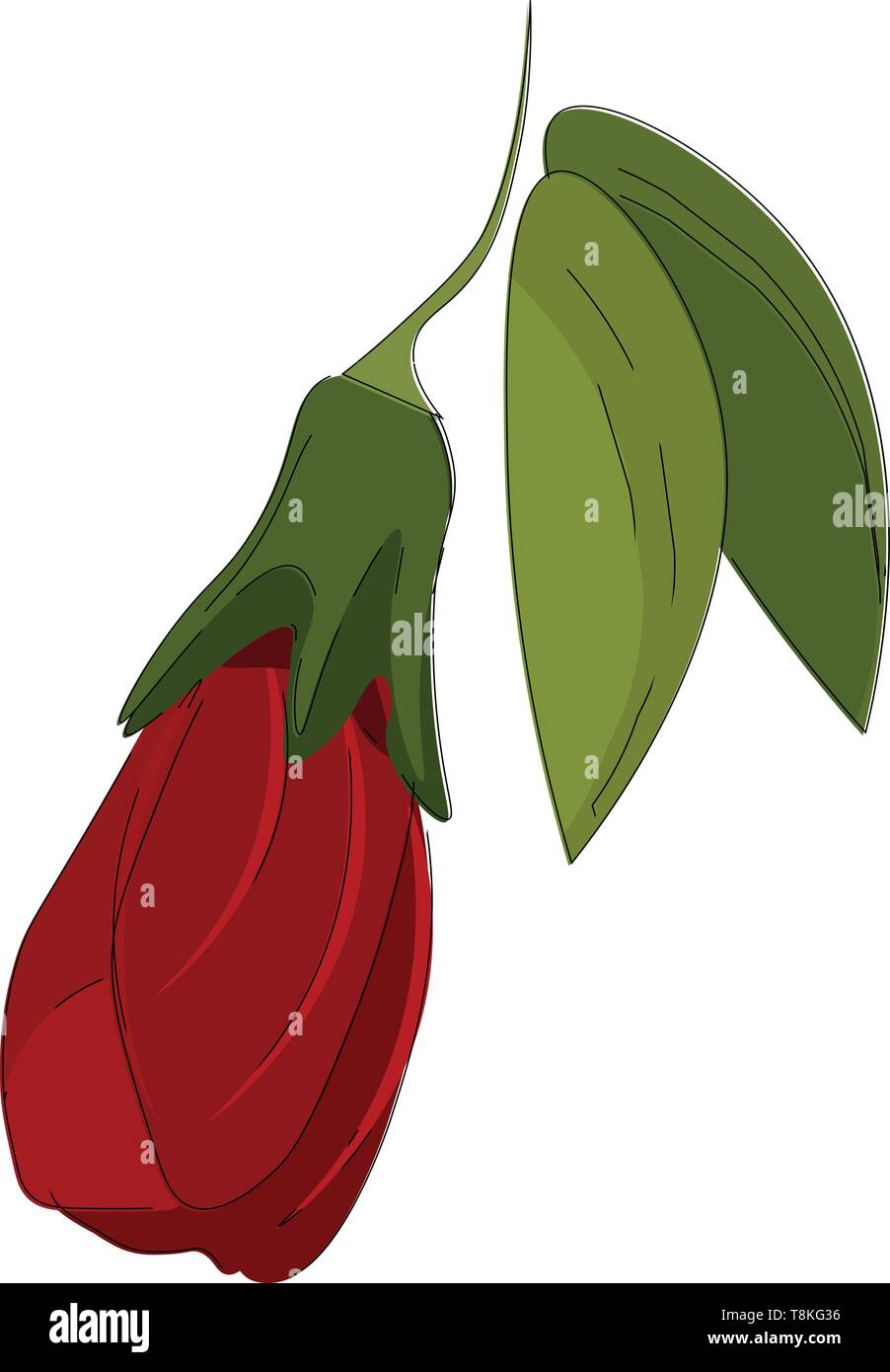 Hibiscus è una bussola tropicale con grandi vivacemente colorato fiore, chiamato anche la Cina rose., il vettore, il colore di disegno o illustrazione. Illustrazione Vettoriale