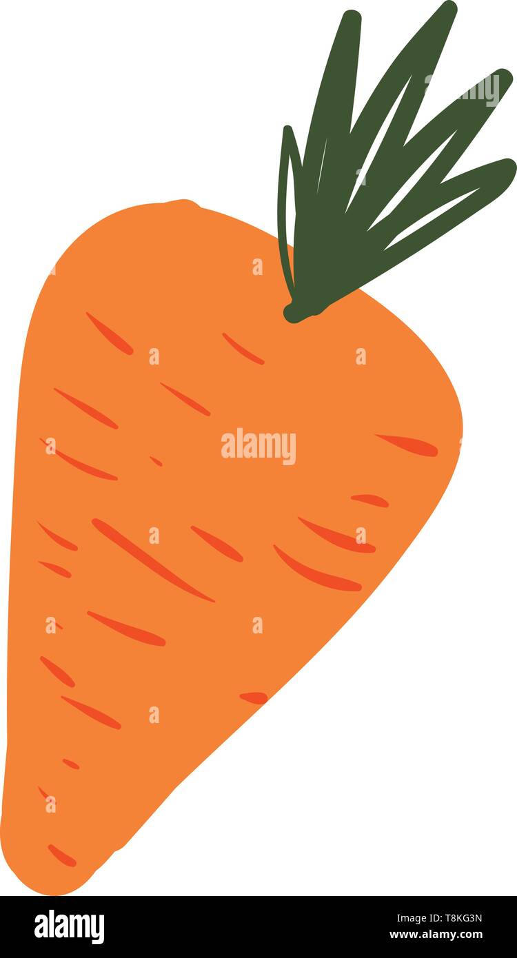 Una carota è un vegetale. È arancione radice commestibili e foglie verdi sulla sua sommità., il vettore, il colore di disegno o illustrazione. Illustrazione Vettoriale