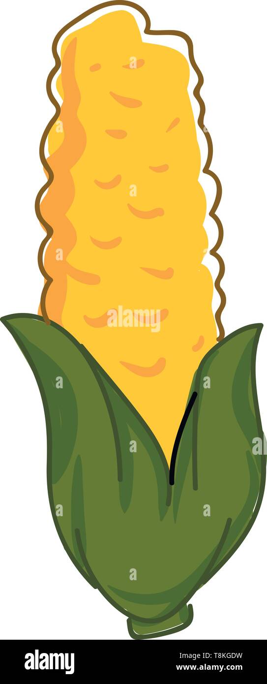 Il mais viene utilizzato per fare riferimento a colture come il grano, mais, avena e orzo, il vettore, il colore di disegno o illustrazione. Illustrazione Vettoriale