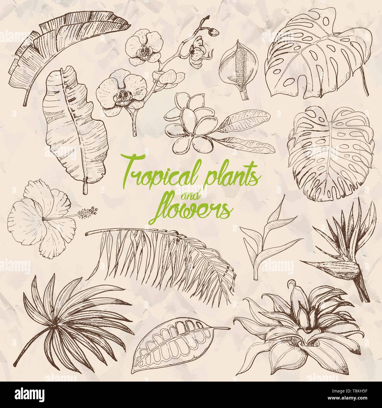 Impostare isolate di piante tropicali e fiori. Illustrazione di vettore per il tuo design Illustrazione Vettoriale