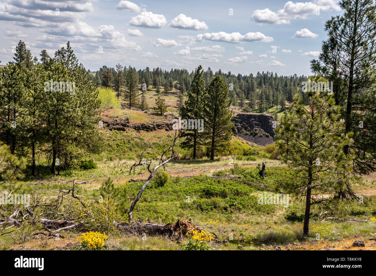 Paesaggio di primavera al Canyon di porco Foto Stock
