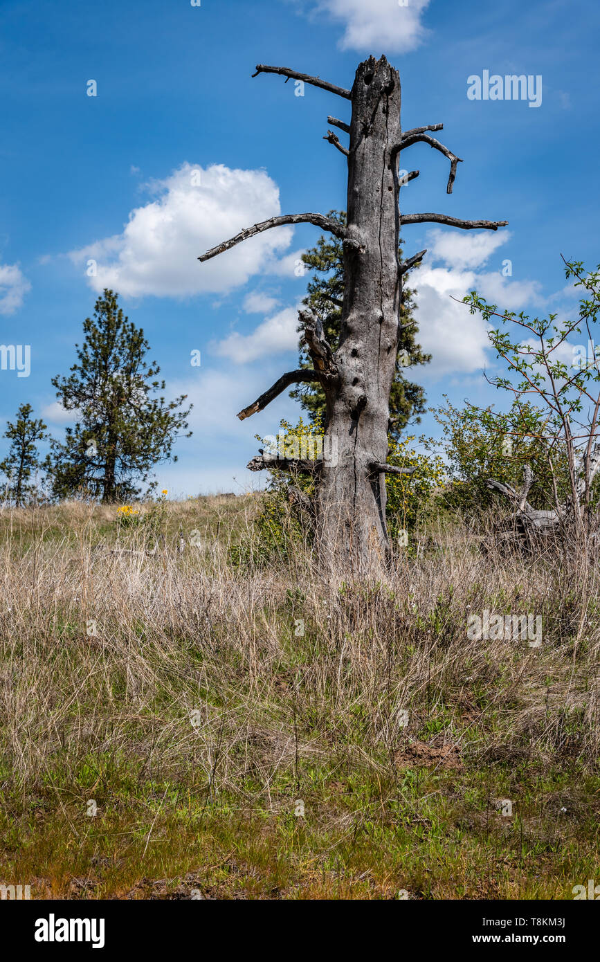 Pino antico Snag al Canyon di porco Foto Stock