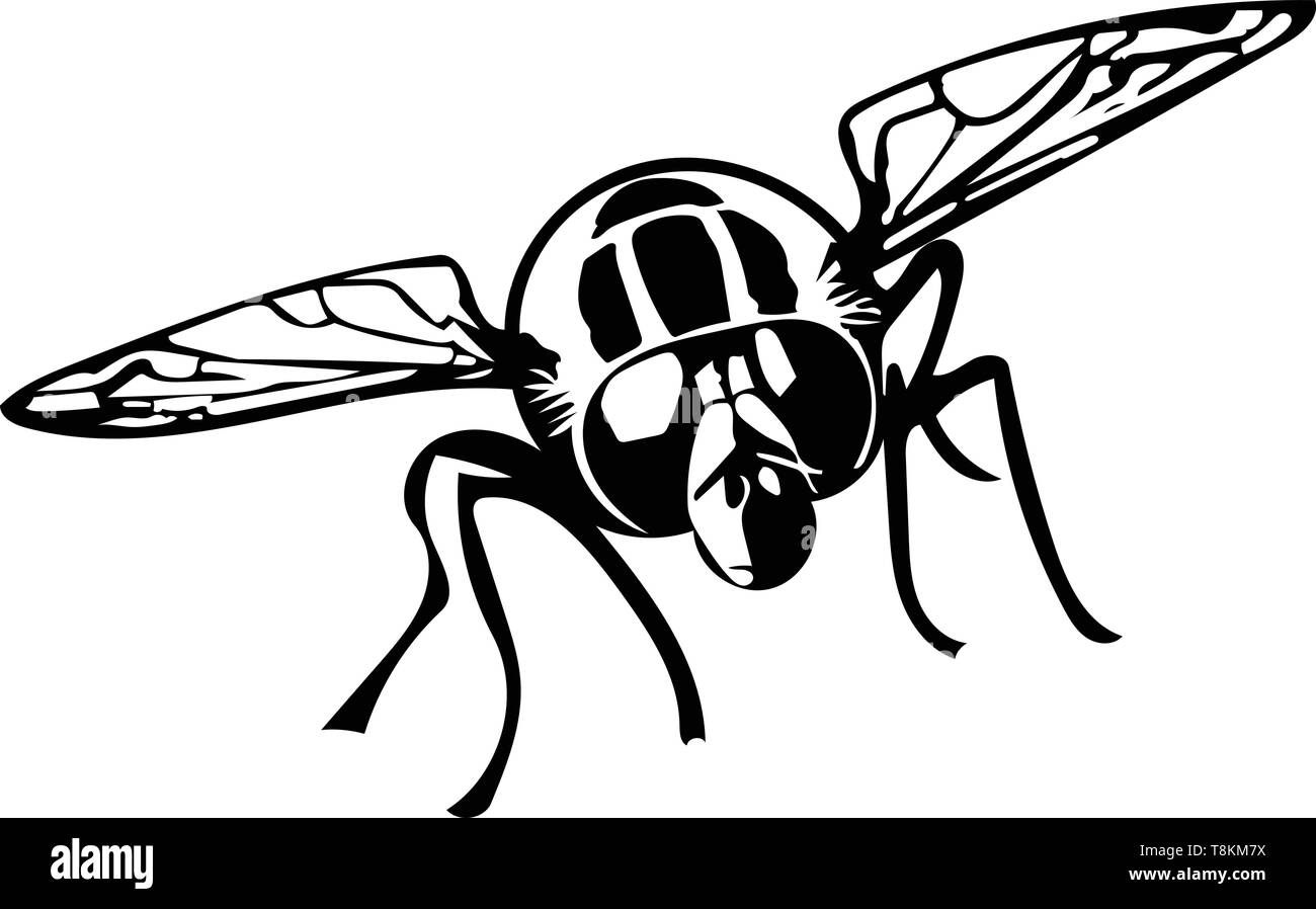 In bianco e nero di grafica vettoriale di testa su hoverfly Illustrazione Vettoriale