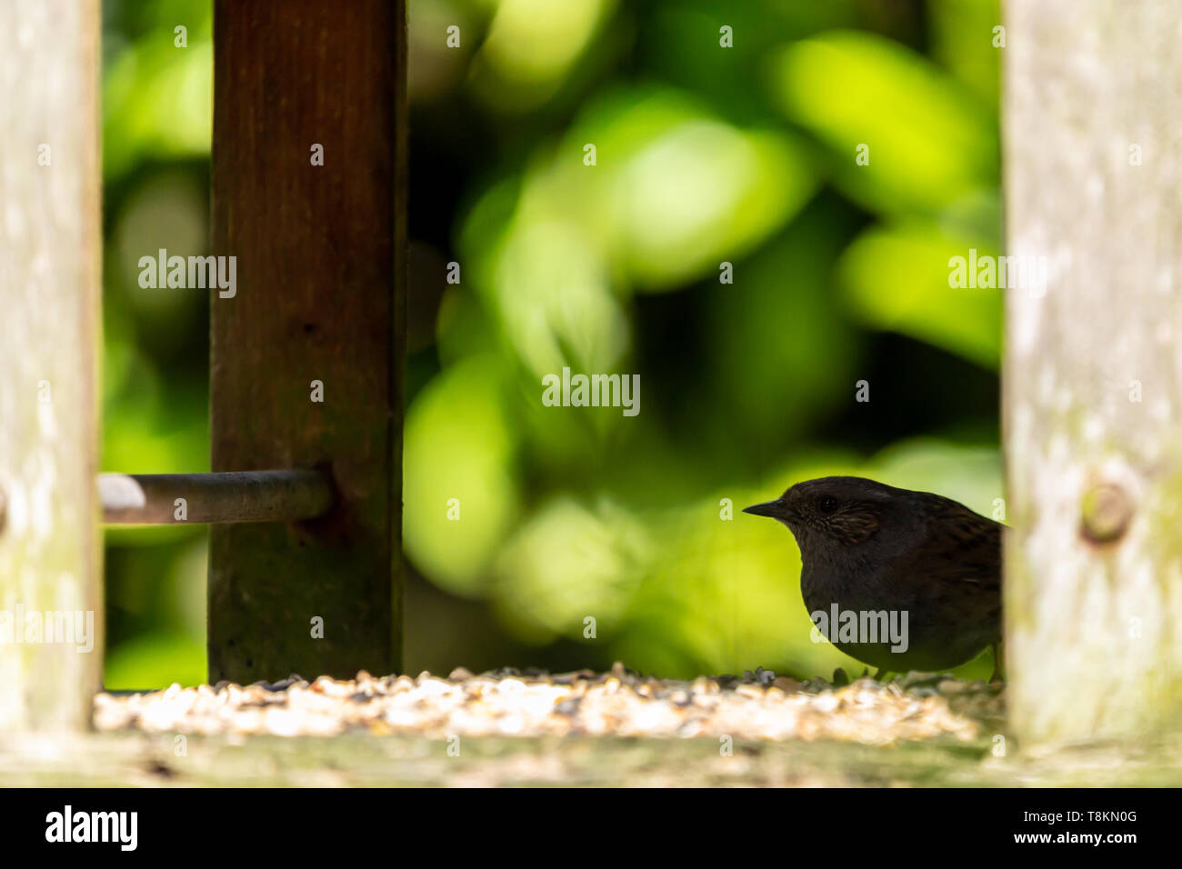Dunnock (Prunella modularis) appollaiato sul retro di uccelli protetti tabella in silhouette. Foto Stock