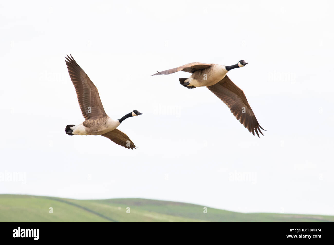 20190430 Oche del Canada in volo Cors Caron Riserva Naturale Nazionale Tregaron SY25 6JF il Galles Centrale Foto Stock