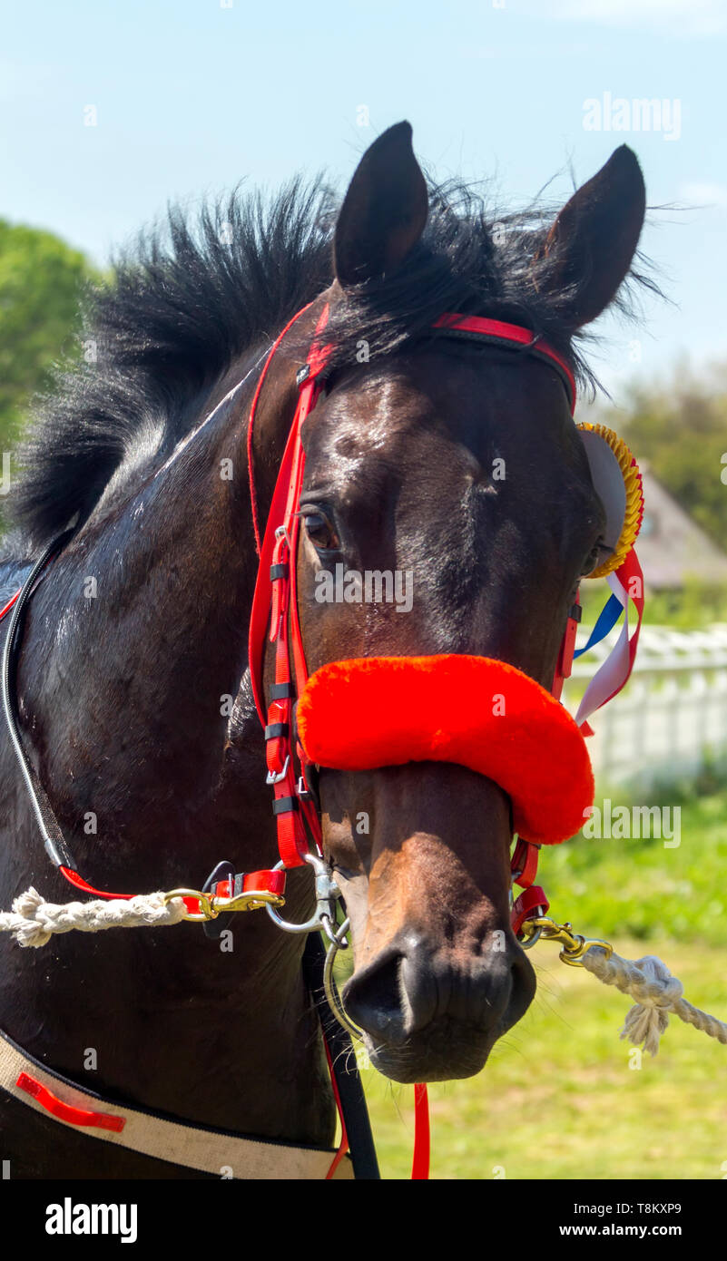 Ritratto di un cavallo purosangue. Foto Stock