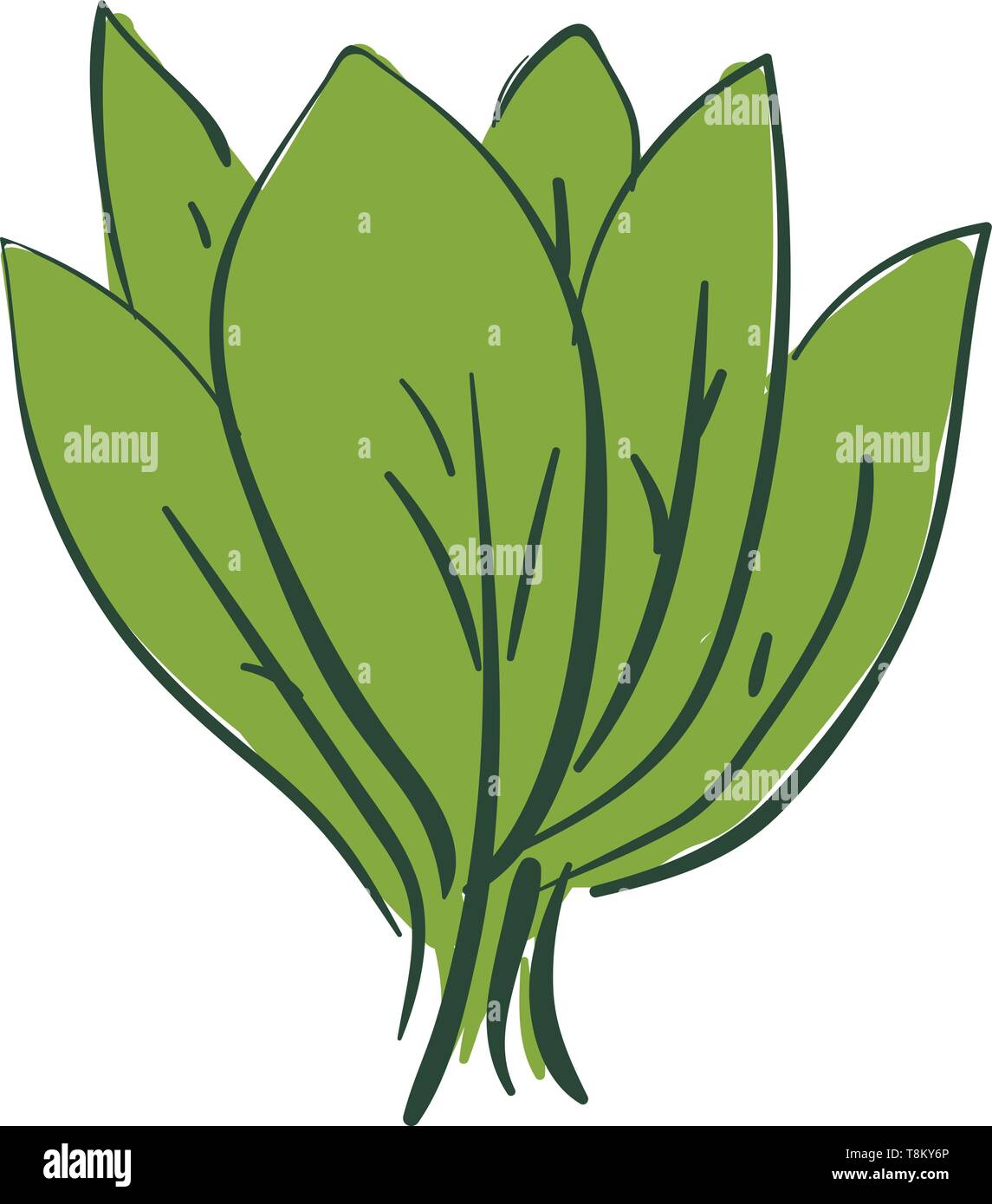 Un mazzetto di verde di spinaci in foglia, il vettore, il colore di disegno o illustrazione. Illustrazione Vettoriale