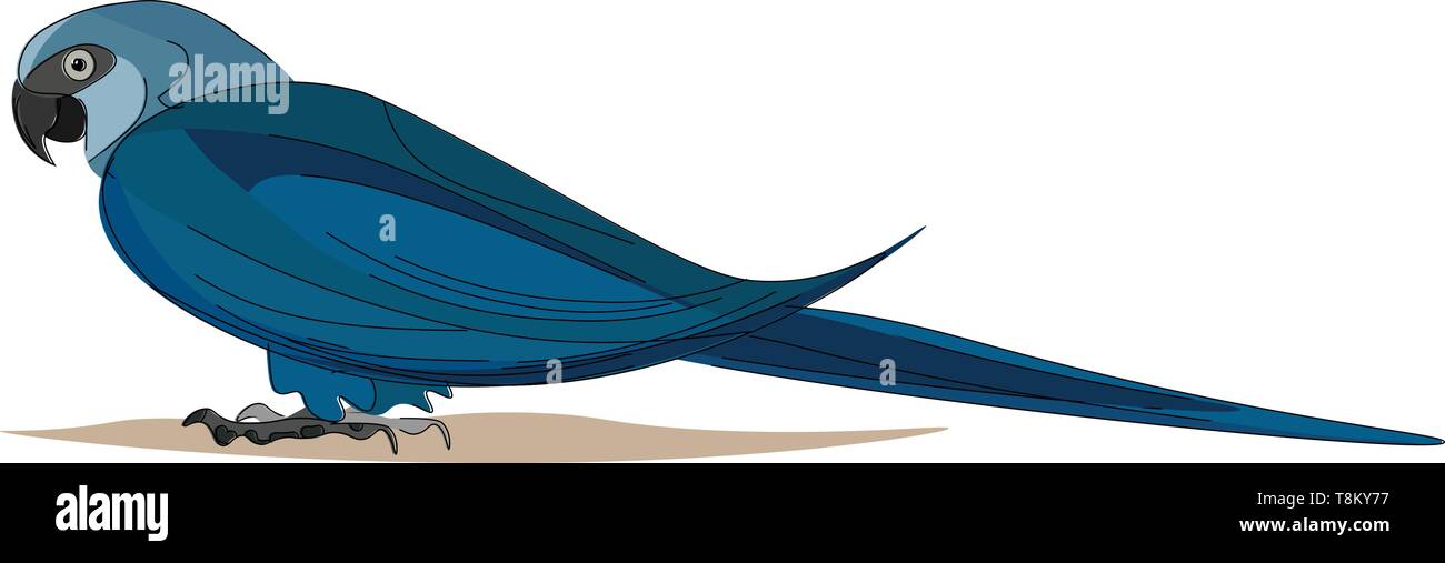 Un blu e nero uccello con lunga coda appuntita, il vettore, il colore di disegno o illustrazione. Illustrazione Vettoriale