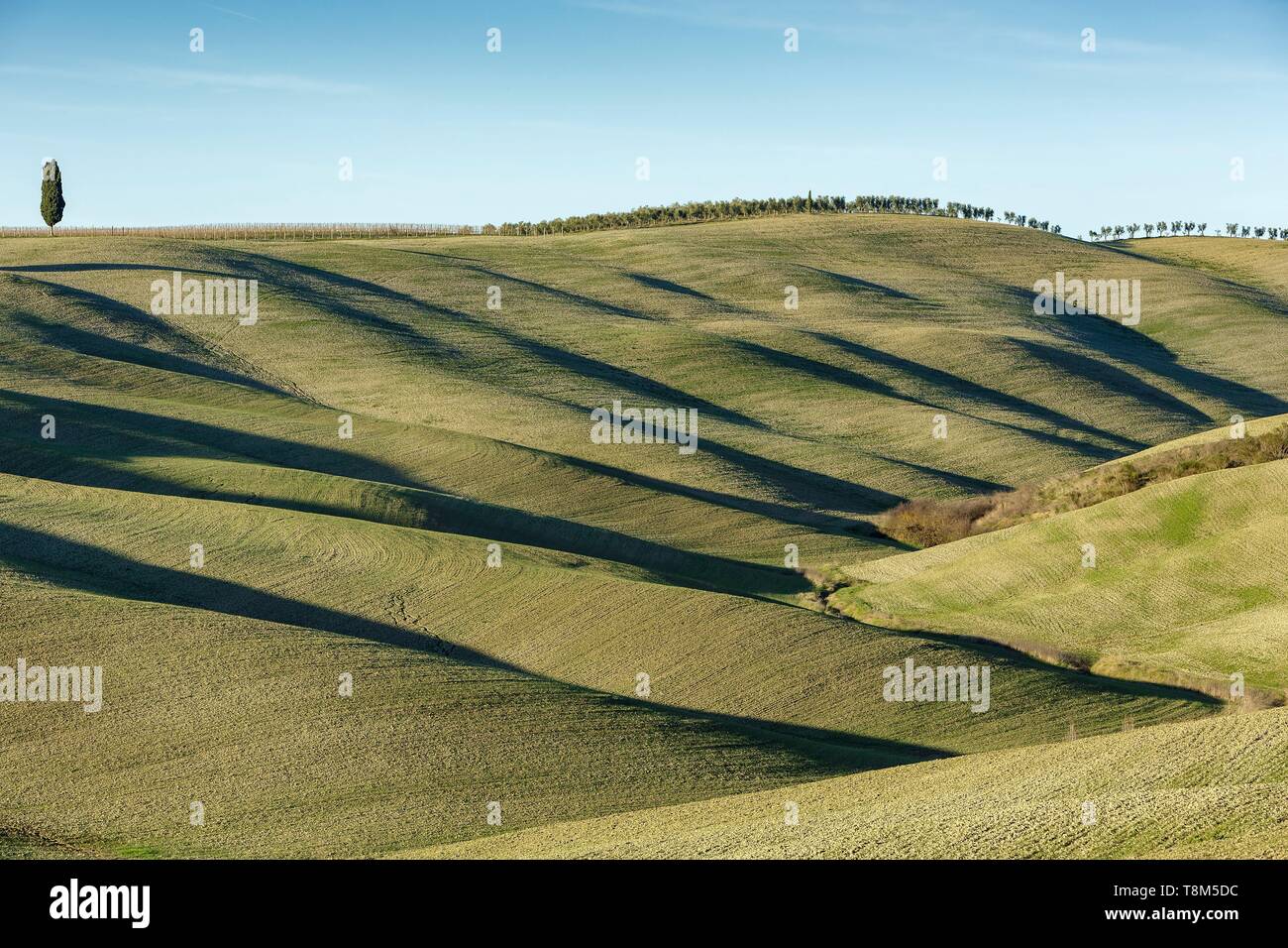 L'Italia, Toscana, Val d'Orcia elencati come patrimonio mondiale dall' UNESCO, paesaggio lungo la Via Francigena vicino a San Quirico d'Orcia nel luogo chiamato Cipressi di San Quirico d'Orcia Foto Stock