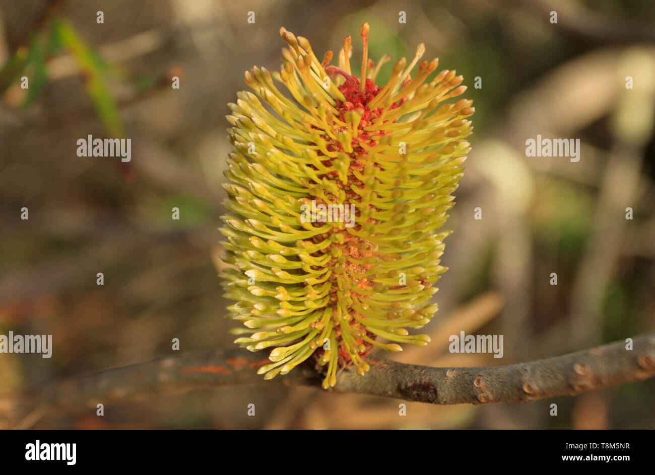 Argento, Banksia Banksia marginata, fiore che mostra picchi di fiori o infloresceneces nel Sud Tasmania. Foto Stock