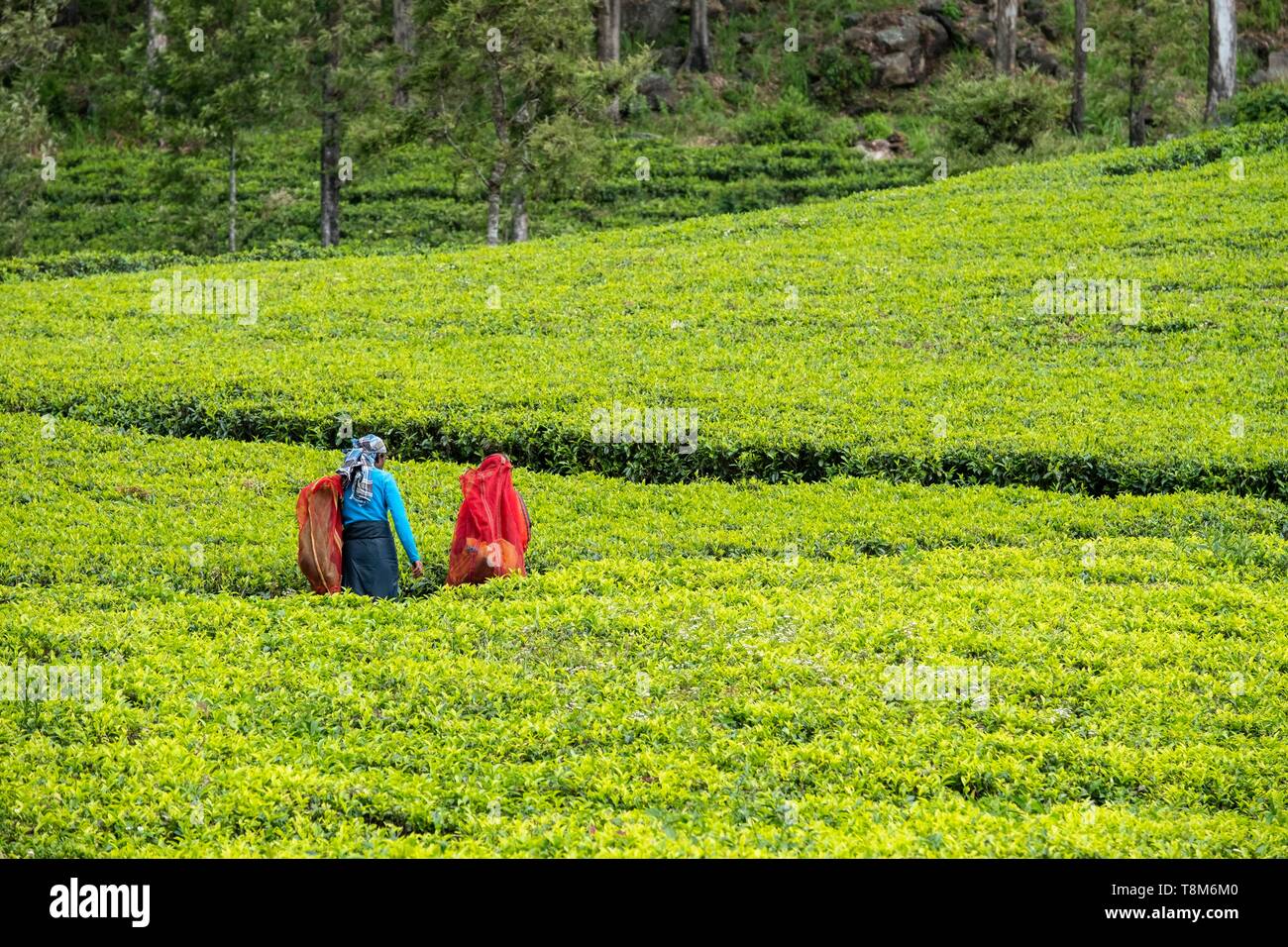 Sri Lanka, provincia di Uva, Haputale, il villaggio è circondato da piantagioni di tè di Dambatenne gruppo fondato da Thomas Lipton nel 1890, raccoglitori di tè Foto Stock