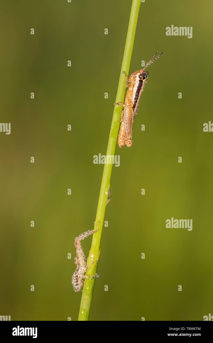 Grasshopper a gola cilindrica (Paroxya sp.) su stelo di una pianta. Foto Stock
