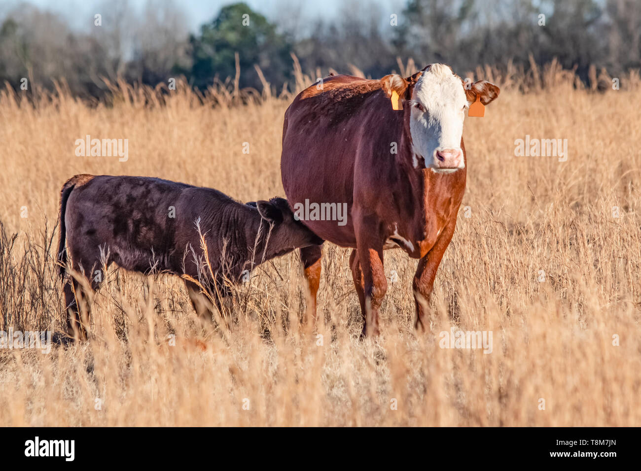 Polled Hereford mucca e il suo vitello infermieristica in piedi in un campo di tall brown erba. Foto Stock