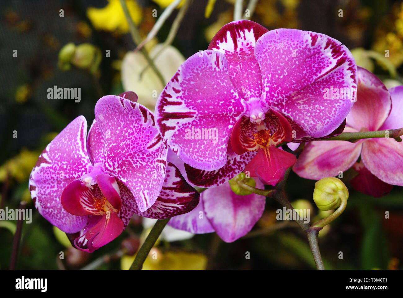 Fiore di loto Foto Stock