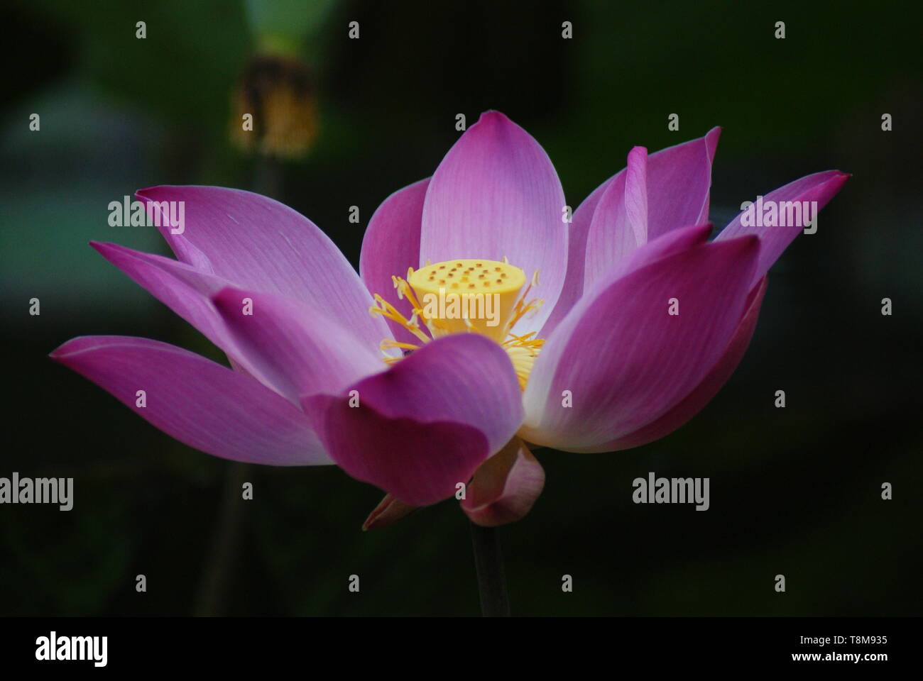 Fiore di loto Foto Stock