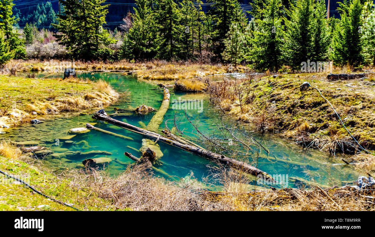 Registrazione di detriti nelle limpide acque di un salmone che si riproduce sul canale Cayoosh Creek tra Seton Lago e il fiume Fraser in British Columbia, Canada Foto Stock