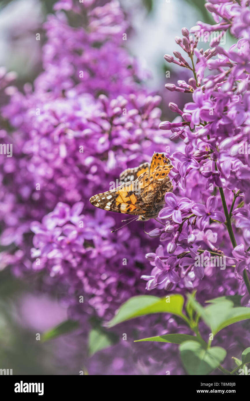 Dipinto di lady butterfly (Vanessa Cynthia cardui) sulle fioriture dei fiori lilla syringa fiori nella soleggiata giornata di primavera. Profondità ridotte del campo, cl Foto Stock