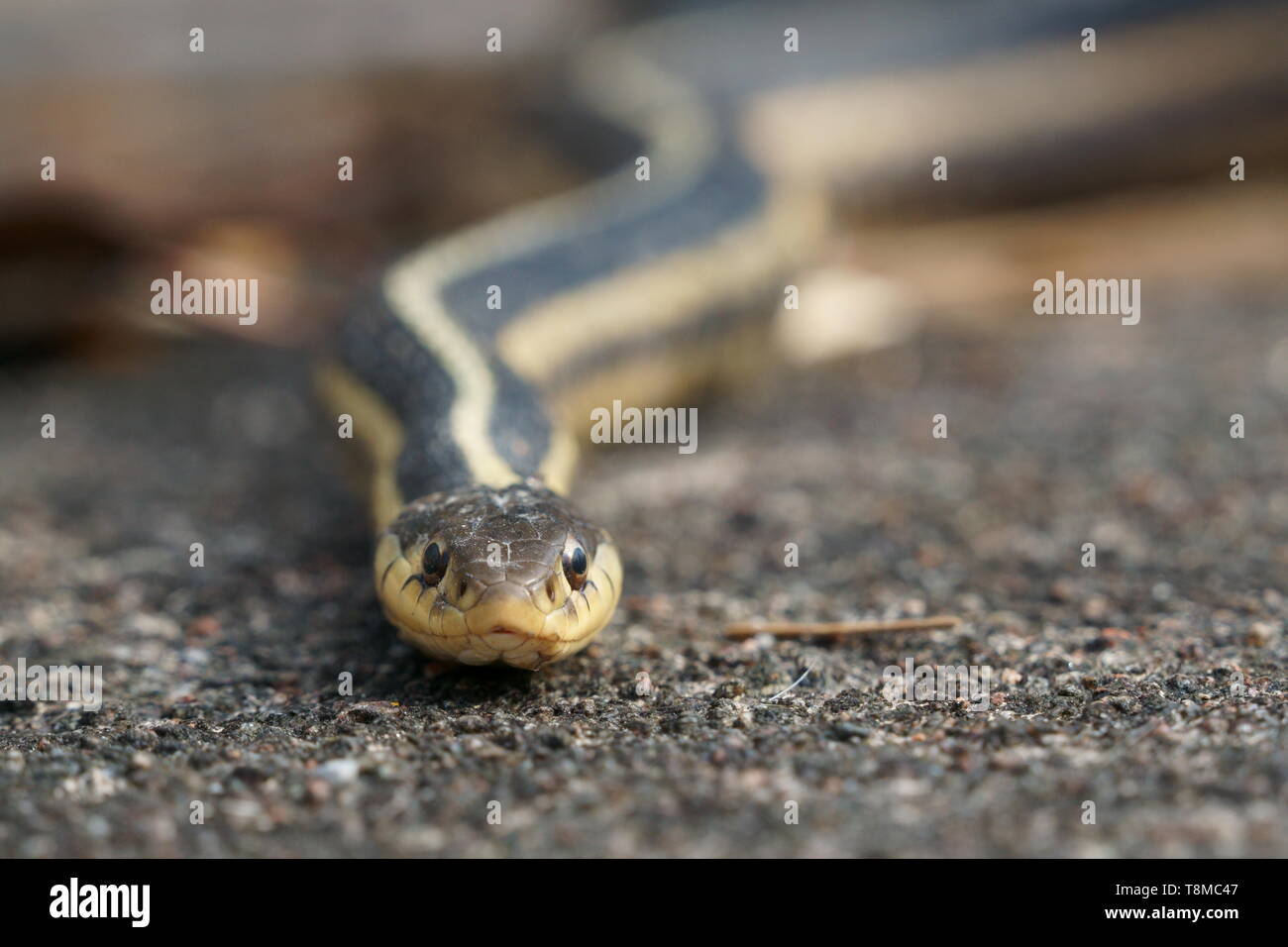 Giarrettiera orientale Snake (Thamnophis sirtalis sirtalis) in Pansy Patch Park, Pembroke, Ontario, Canada Foto Stock