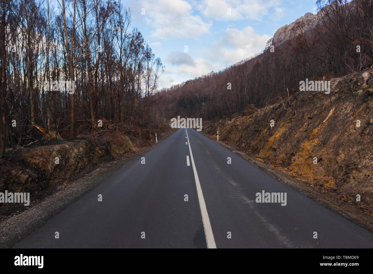 Nero e alberi bruciati su entrambi i lati del Fiume Gordon Road nel sud-ovest della Tasmania deserto che è stata bruciata dal grande bushfires nei primi mesi del 2019. Foto Stock