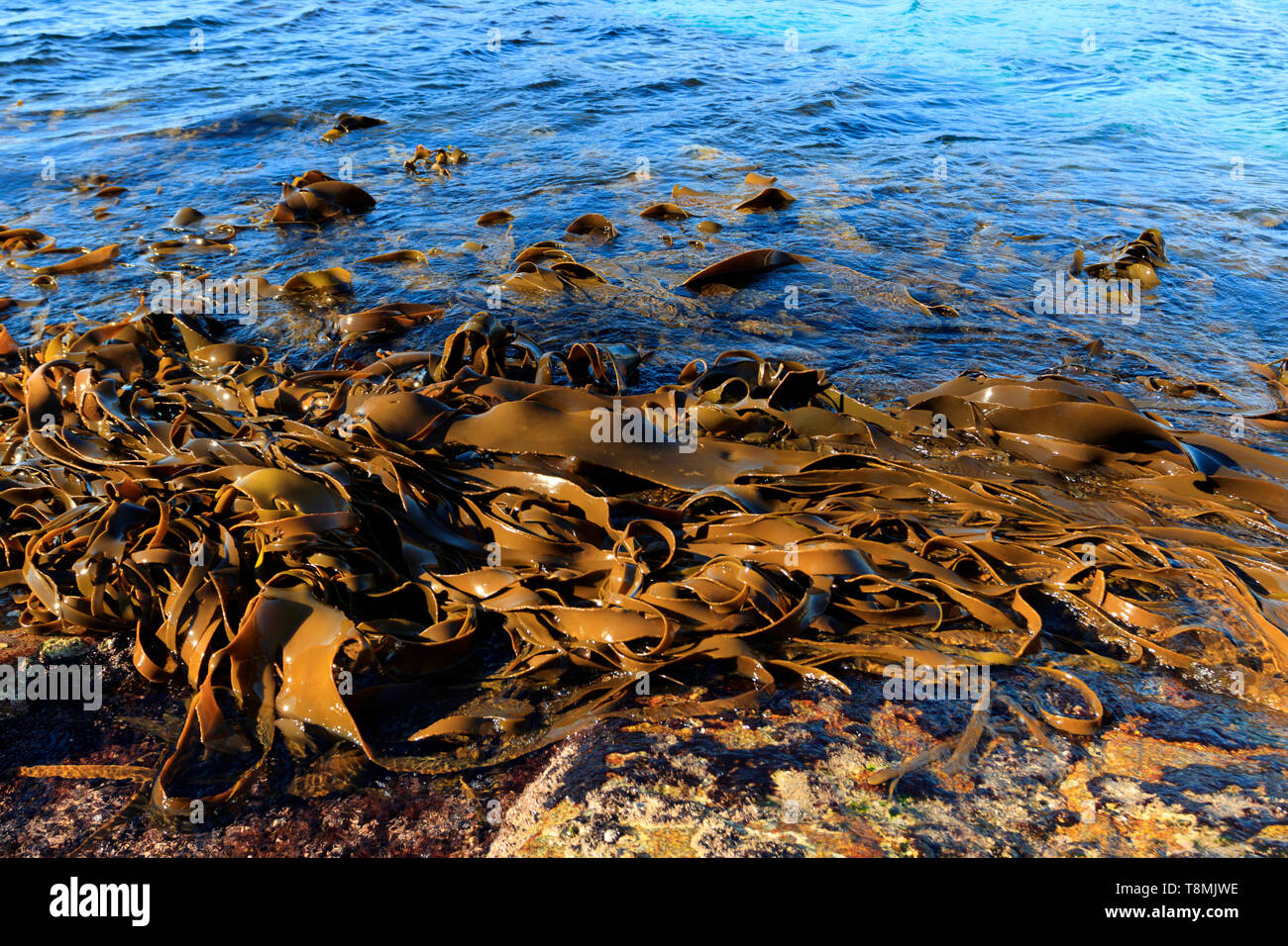 Foresta di Kelp fronde lavato fino sulle rocce a bassa marea sulla costa Est della Tasmania Australia con chiare acque blu Foto Stock