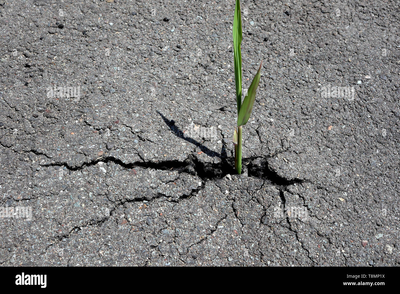 Lo scoppio di Reed attraverso la strada asfaltata, Giappone Foto Stock