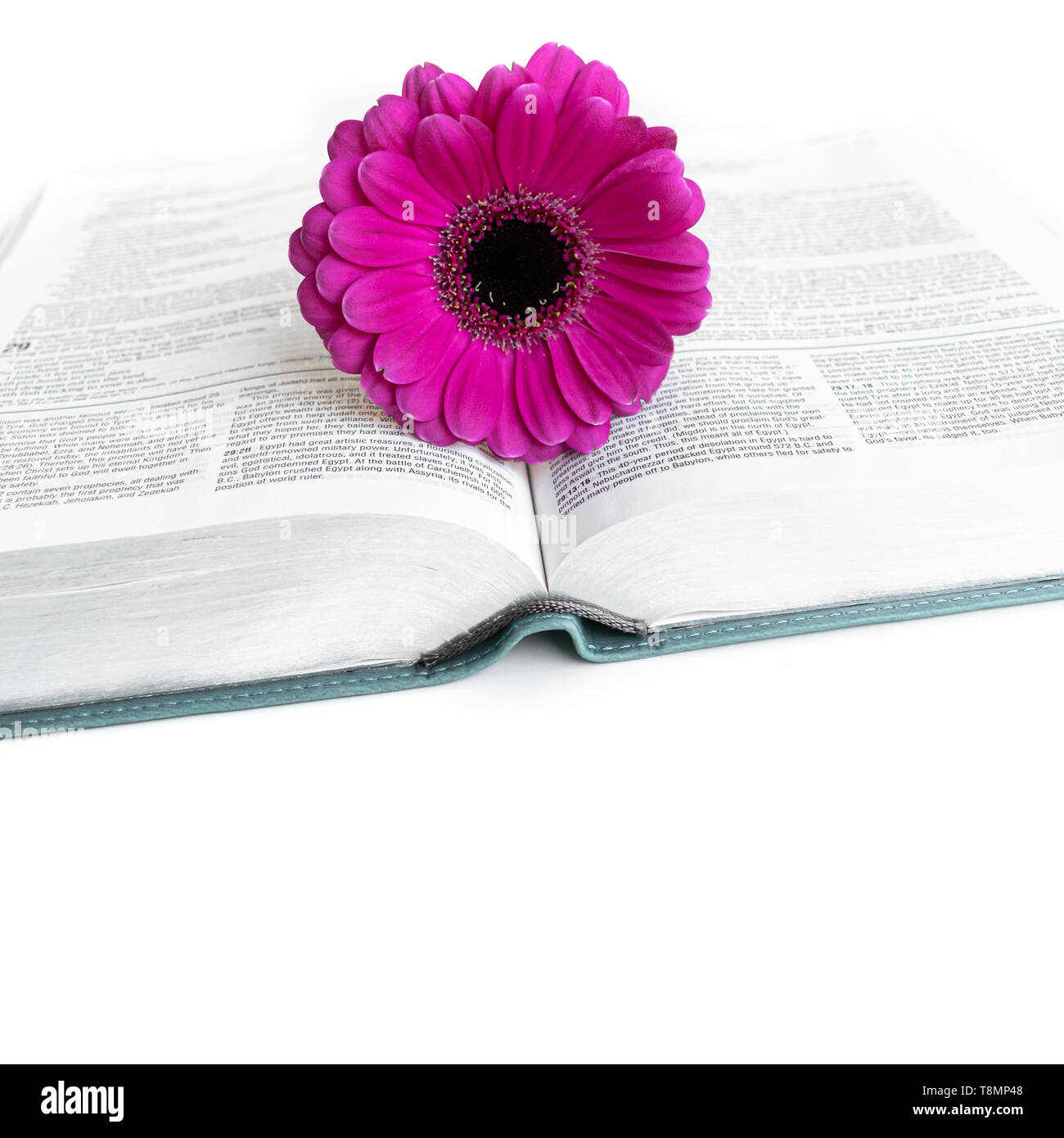 Lay piatto aprire la Bibbia o il libro e rosa, viola, violet​, rosso Gerbera fiore su uno sfondo bianco. Con petali di rosa Foto Stock