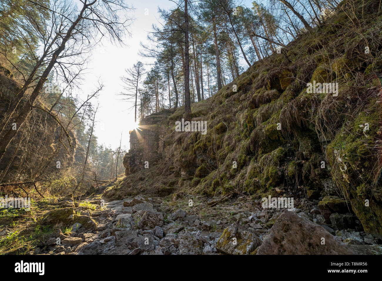 Un estate verde foresta soleggiata con percorso roccioso con vegetazione circostante Foto Stock