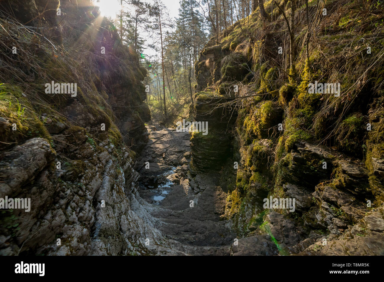 Un soleggiato verde foresta con percorso roccioso con vegetazione circostante Foto Stock