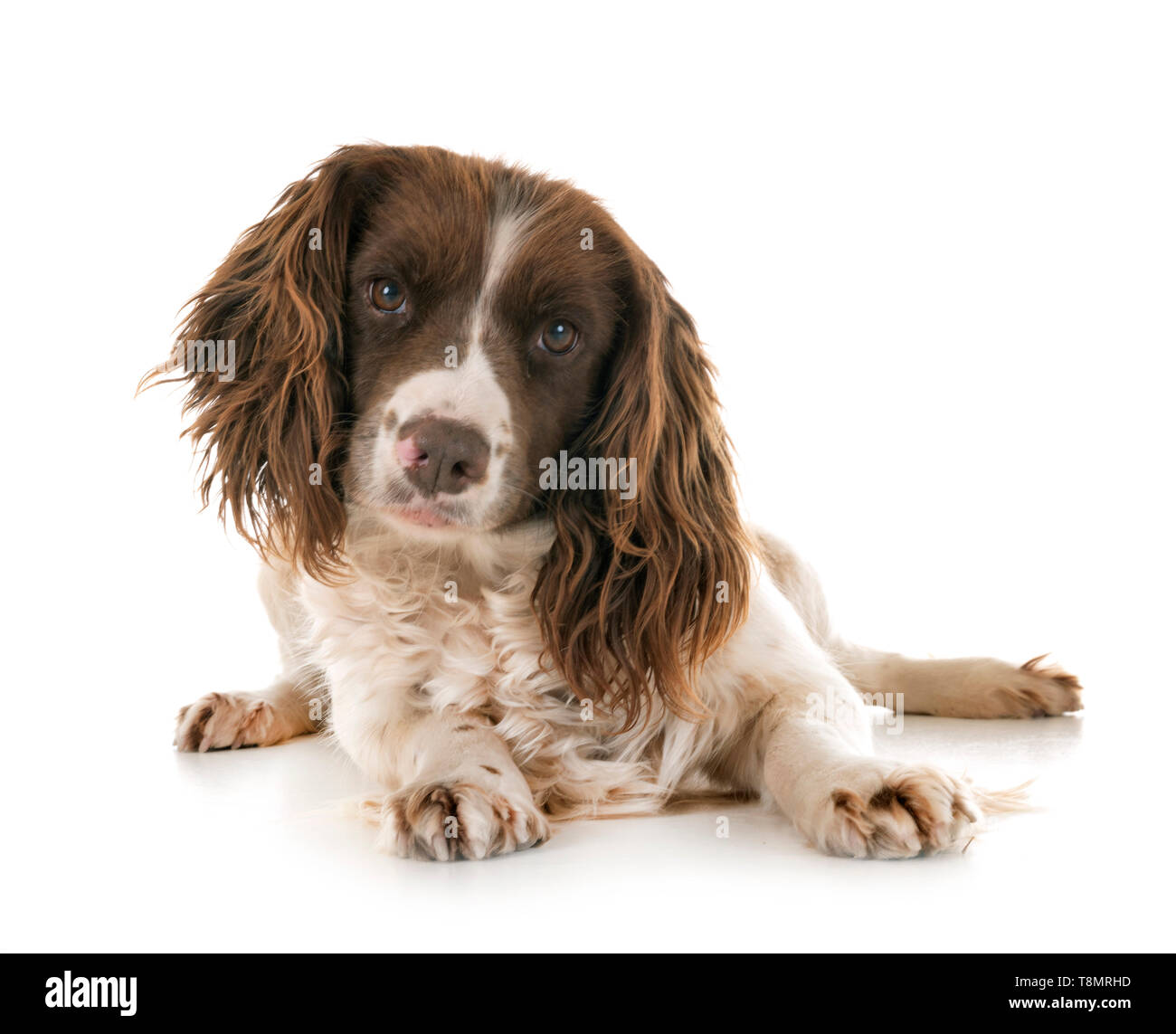 English Springer Spaniel davanti a uno sfondo bianco Foto Stock