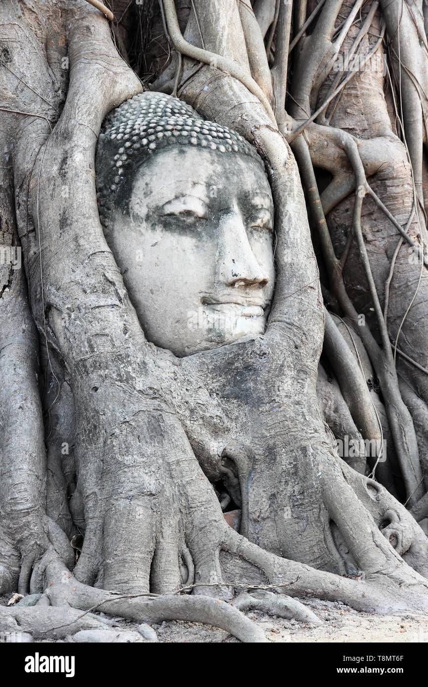 Testa di Buddha scultura in Ayutthaya, Thailandia. Pietra miliare asiatica. Foto Stock