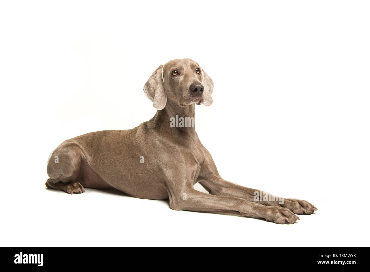 Cani Weimaraner sdraiato guardando lontano isolati su sfondo bianco Foto Stock