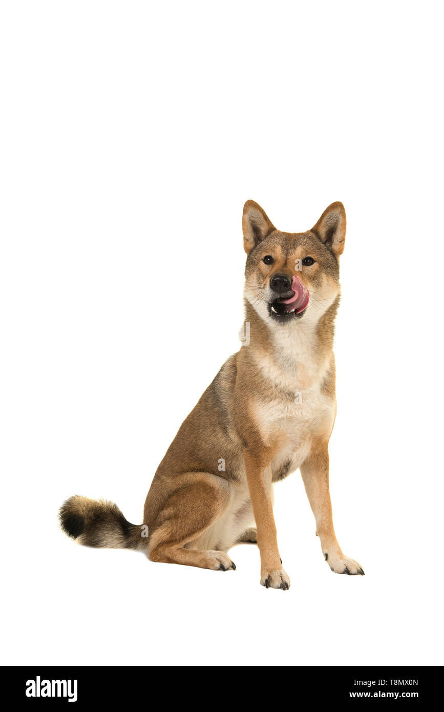 Skikoku dog sitter e leccare la sua bocca isolato su uno sfondo bianco Foto Stock