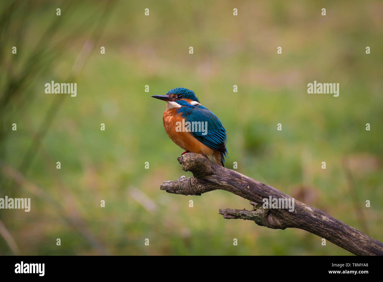 Comune Kingfisher Male (Alcedo atthis, Eurasian Kingfisher, River Kingfisher) uccello seduto su un ramo di caccia pesce da un stagno rurale paludoso nel BRI Foto Stock