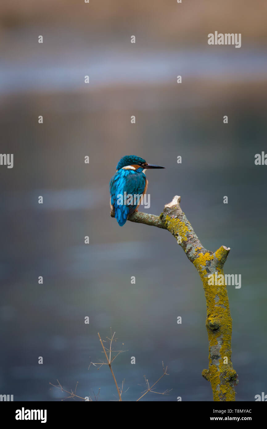 Comune Kingfisher Male (Alcedo atthis, Eurasian Kingfisher, River Kingfisher) uccello seduto su un ramo di caccia pesce da un stagno rurale paludoso nel BRI Foto Stock