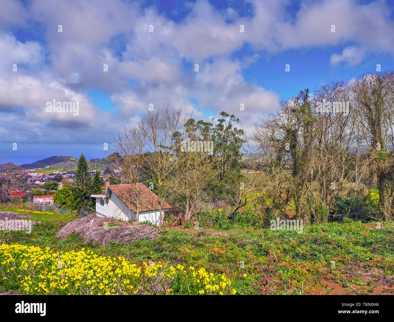 Primavera nel nord dell'isola di Tenerife, vicino da Tacoronte con un sacco di fiori gialli che sbocciano i fiori e il cielo blu con nuvole bianche Foto Stock