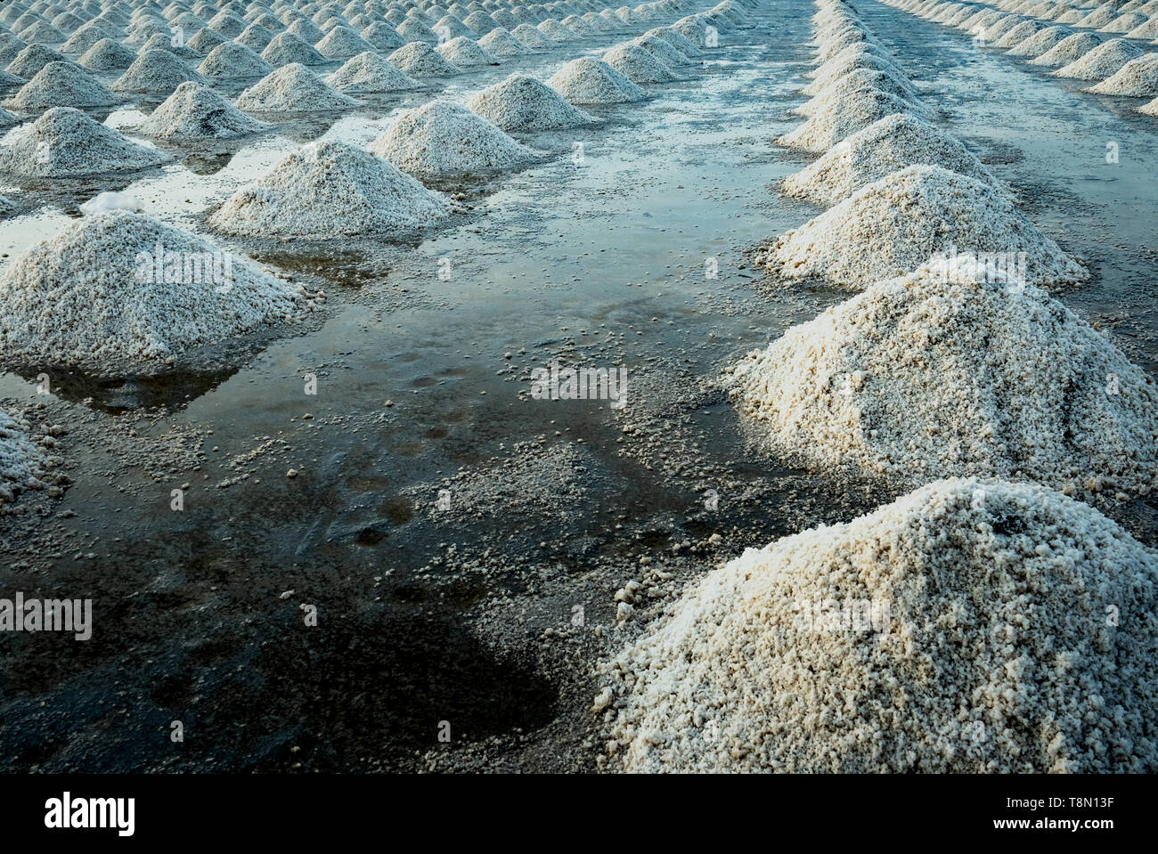 Sale marino azienda agricola a Samut Sakhon, Thailandia. Organici di sale marino. Evaporazione e cristallizzazione di acqua di mare. Il materiale grezzo di sale industriale. Il sodio Foto Stock